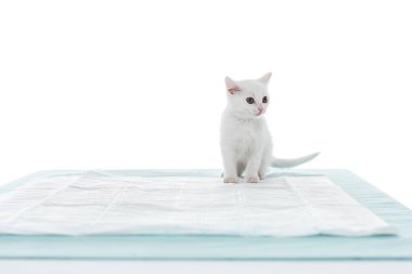 masada beyaz arka plan üzerinde izole kedi yavrusu önden görünümü