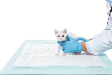 Beyaz arka plan üzerinde izole kedi yavrusu tutan veteriner kırpılmış görüntü