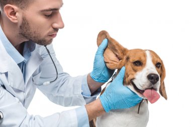 Genç veteriner beyaz arka plan üzerinde izole beagle kulak incelenmesi