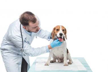Genç veteriner beyaz arka plan üzerinde izole beagle jaws incelenmesi