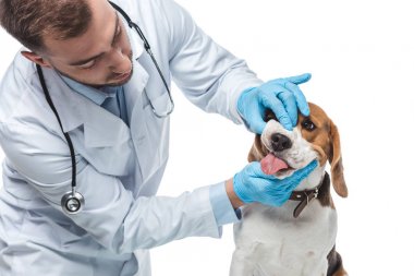 Beyaz arka plan üzerinde izole beagle jaws inceleyerek erkek hayvan hastalıklarıyla ilgili