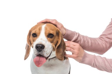 Beyaz arka plan üzerinde izole kadın holding Beagle kırpılmış görüntü