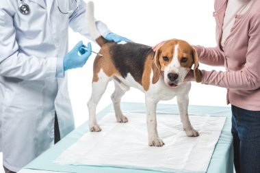 kırpılan çekim köpek veteriner tarafından beyaz arka plan üzerinde izole şırınga enjeksiyon yapıyor süre tutan kadın
