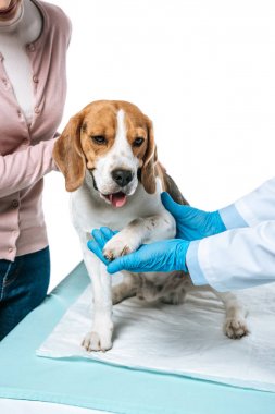beagle ve beyaz arka plan üzerinde izole pençe inceleyerek veteriner tutan kadın kırpılmış görüntü
