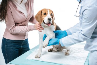 kırpılan atış beagle ve beyaz arka plan üzerinde izole pençe inceleyerek veteriner tutan kadın