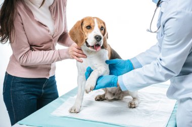 cropped shot of woman holding beagle and veterinarian examining paw isolated on white background clipart