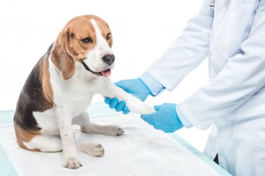 Beyaz arka plan üzerinde izole beagle pençe inceleyerek veteriner kırpılmış atış