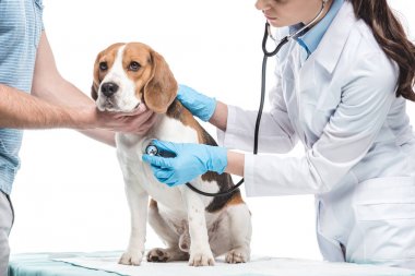 beagle beyaz arka plan üzerinde izole stetoskop tarafından incelenmesi veteriner süre tutan adamın kırpılmış atış