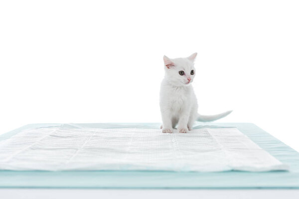 front view of kitten on table isolated on white background