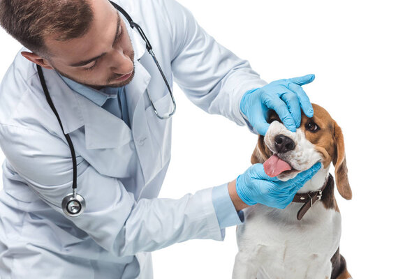 male veterinarian examining beagle jaws isolated on white background