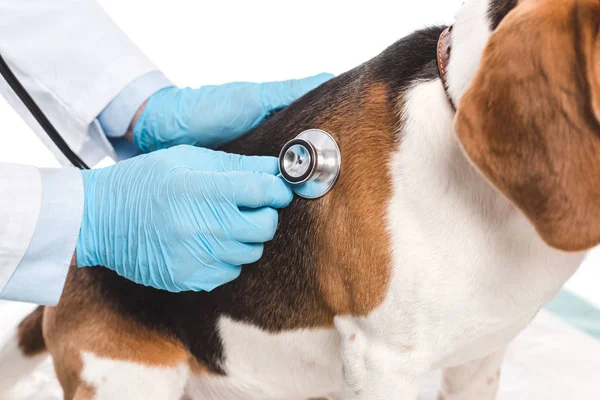 Imagem Cortada Veterinário Examinando Cão Por Estetoscópio Isolado Fundo Branco — Fotografia de Stock