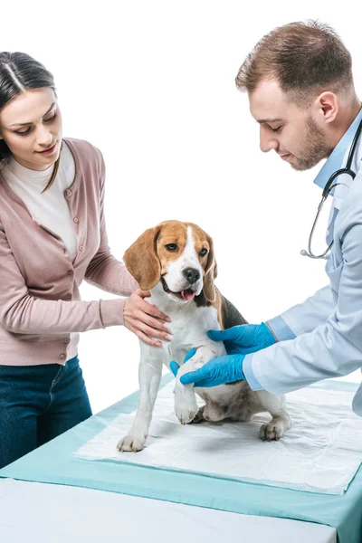 Femeie Care Ține Beagle Medic Veterinar Examinând Laba Izolată Fundal — Fotografie, imagine de stoc