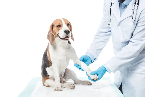 Imaginea Decupată Medicului Veterinar Care Examinează Laba Beagle Izolată Fundal — Fotografie, imagine de stoc