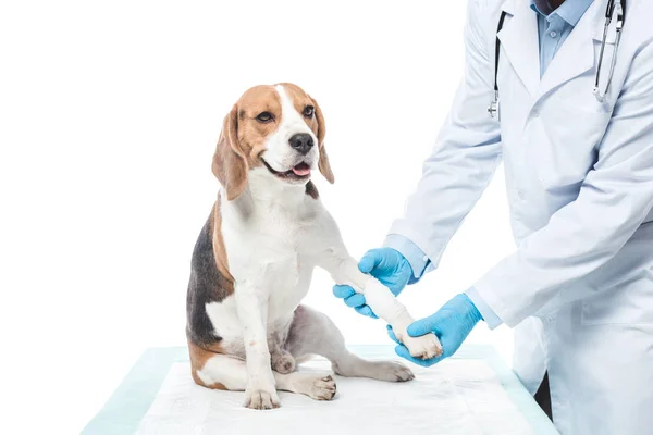 Bijgesneden Afbeelding Van Dierenarts Onderzoekt Beagle Paw Geïsoleerd Witte Achtergrond — Stockfoto