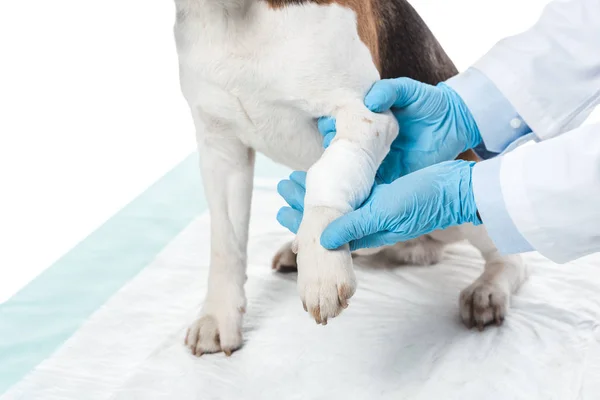 Bijgesneden Afbeelding Van Dierenarts Hond Poot Geïsoleerd Een Witte Achtergrond — Stockfoto