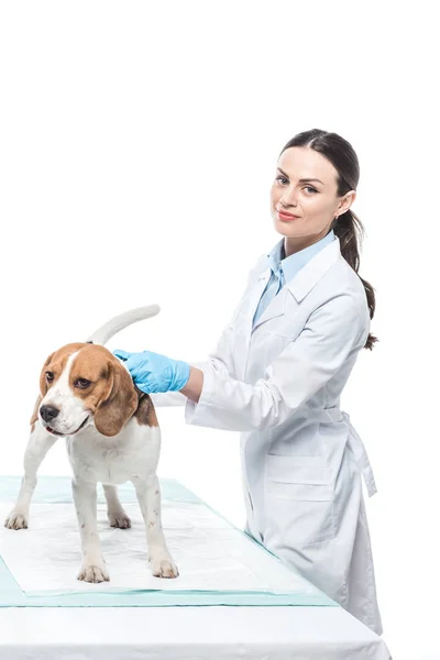 Jovem Veterinário Feminino Examinando Beagle Isolado Fundo Branco — Fotografia de Stock