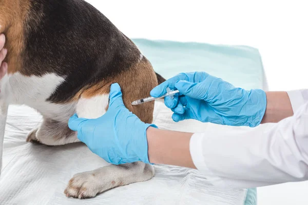 Bijgesneden Afbeelding Van Dierenarts Doen Injectie Door Spuit Hond Geïsoleerd — Stockfoto