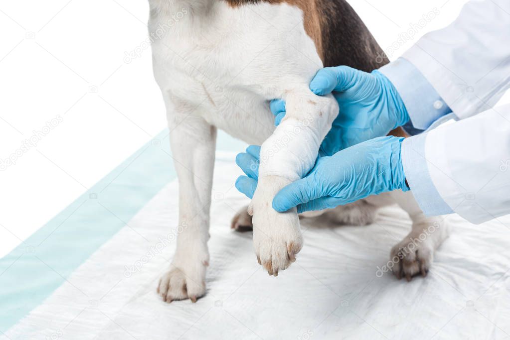 cropped image of veterinarian examining dog paw isolated on white background
