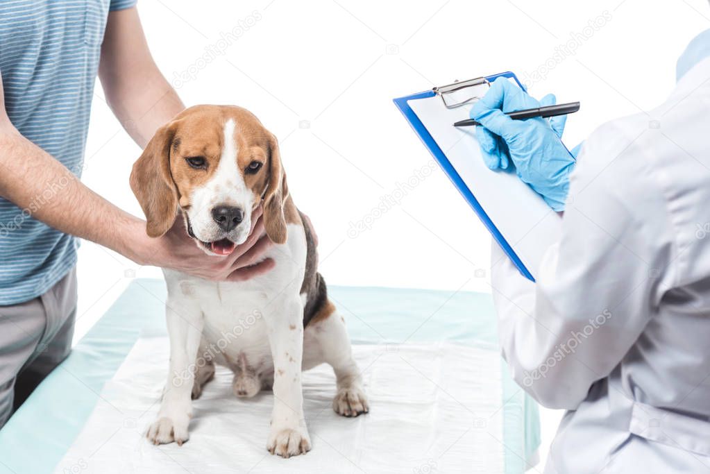 cropped image of man holding beagle and veterinarian writing in clipboard isolated on white background 