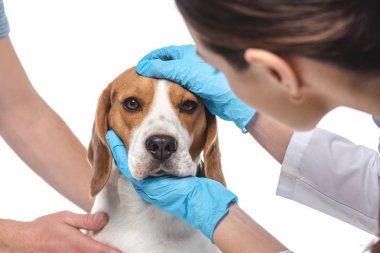 Beyaz arka plan üzerinde izole beagle namlu inceleyerek kadın Veteriner kırpılmış atış 