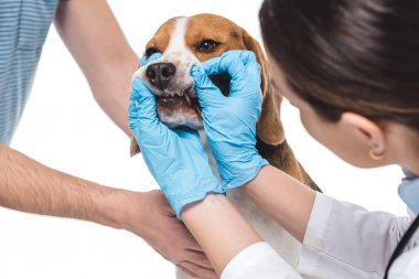 Beyaz arka plan üzerinde izole beagle jaws inceleyerek kadın Veteriner kırpılmış görüntü 