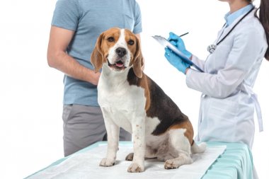 adam resmini kırpılmış, kadın Veteriner Pano ve veteriner masada oturan beagle yazılı beyaz arka plan üzerinde izole