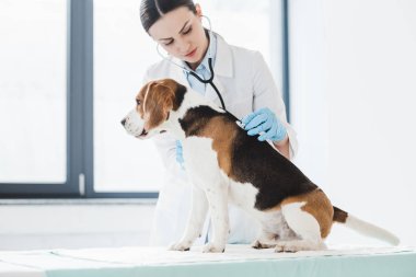 kadın Veteriner muayene beagle stetoskop Kliniği tarafından