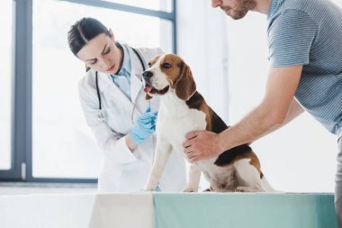 adam holding Beagle kadın Veteriner tarafından şırınga enjeksiyon yapıyor iken kırpılmış görüntü 