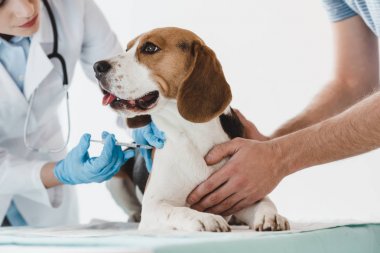 cropped image of man holding beagle while veterinarian doing injection by syringe to it clipart