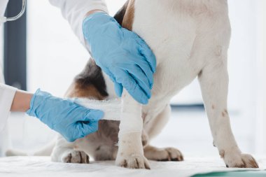 veteriner kliniğinde köpek pençe bandaj görüntü kırpılmış 
