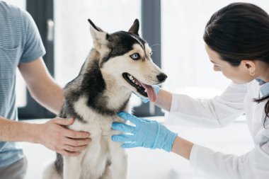 adam ve kadın Veteriner inceleyerek görüntü klinikte husky kırpılmış 