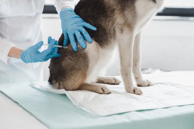 şırınga tarafından enjeksiyon yapıyor veteriner kliniğinde köpek Resim kırpılmış 