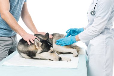 husky kadın Veteriner tarafından beyaz arka plan üzerinde izole şırınga enjeksiyon yapıyor süre tutan adamın kırpılmış görüntü