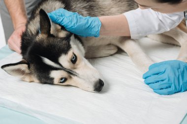 kadın Veteriner husky kulak beyaz arka plan üzerinde izole inceleyerek kırpılmış görüntü