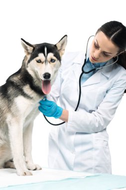 genç kadın Veteriner tarafından beyaz arka plan üzerinde izole stetoskop husky incelenmesi