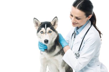kadın Veteriner Husky izole üzerinde beyaz arka plan tutan gülümseyerek