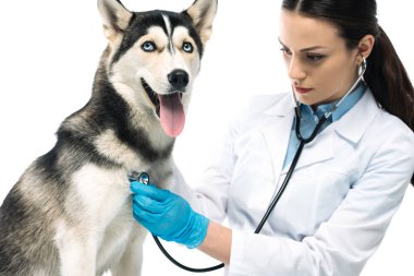 genç kadın Veteriner tarafından beyaz arka plan üzerinde izole stetoskop husky incelenmesi
