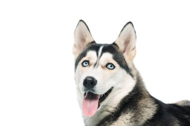 Beyaz arka plan üzerinde izole şirin husky portresi