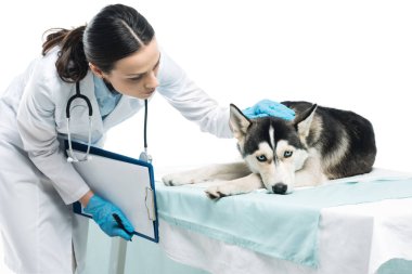 genç kadın Veteriner Husky inceleyerek beyaz arka plan üzerinde izole