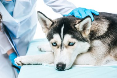 kadın Veteriner inceleyerek husky izole üzerinde beyaz arka plan görüntüsünü kırpılmış