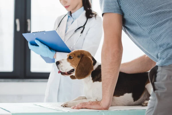 Przycięte Zdjęcie Człowieka Beagle Lekarza Weterynarii Pisanie Diagnozy Schowku — Zdjęcie stockowe