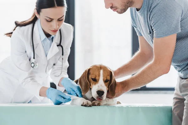 Corte Tiro Homem Segurando Beagle Enquanto Fêmea Veterinário Bandagem Pata — Fotografia de Stock