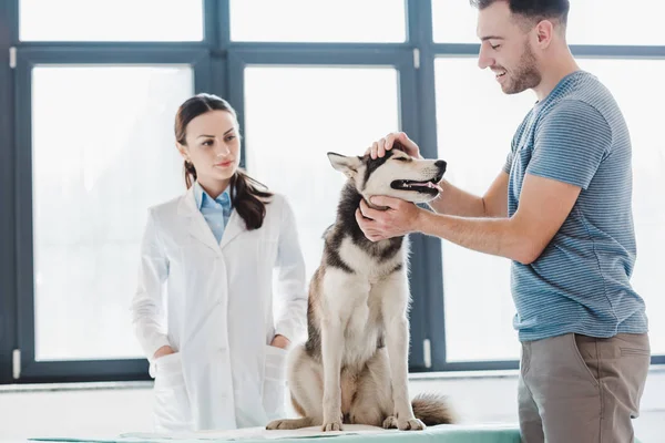 Jovem Sorridente Com Veterinário Husky Fêmea Clínica — Fotografia de Stock