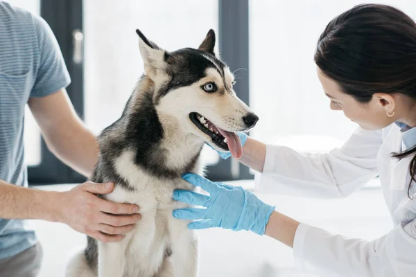 Levágott Kép Férfi Női Állatorvos Vizsgálja Husky Klinikán — Stock Fotó