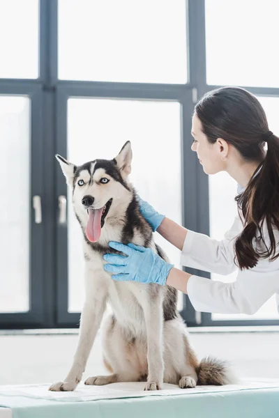 Jeune Vétérinaire Femme Examinant Chien Clinique — Photo