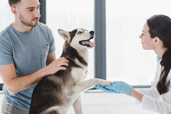 Homem Jovem Veterinário Feminino Examinando Husky Clínica — Fotografia de Stock