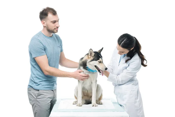 Hombre Joven Veterinario Femenino Examinando Husky Aislado Sobre Fondo Blanco — Foto de Stock