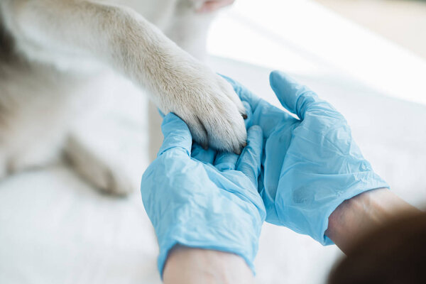 cropped image of veterinarian in latex gloves examining dog paw 