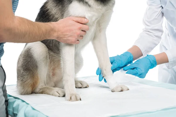 Tiro Recortado Hombre Sosteniendo Perro Hembra Veterinario Vendaje Pata Aislado — Foto de Stock