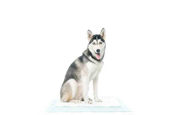 Čelní Pohled Roztomilý Pes Sedí Izolované Bílém Pozadí — Stock fotografie